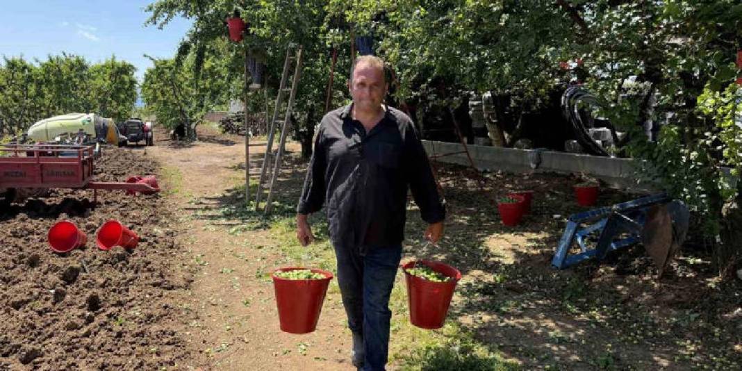 İlk hasat davul zurna ile yapıldı! Kilosu 120 TL’den satışa çıkacak 5